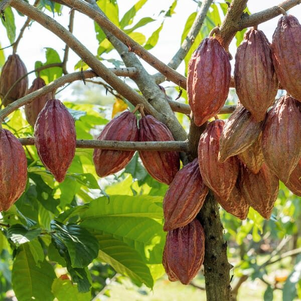 cacao pods on a tree - used to make cholaca